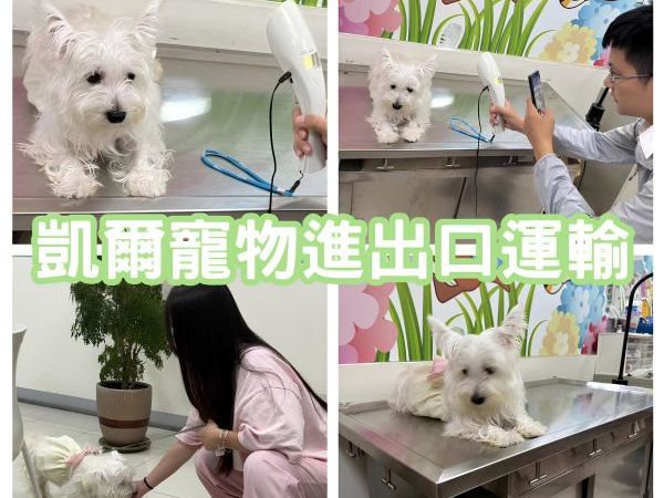 2024/06/26『中國』西高地白梗狗狗陪主人畢業後從台灣飛中國啦~~~